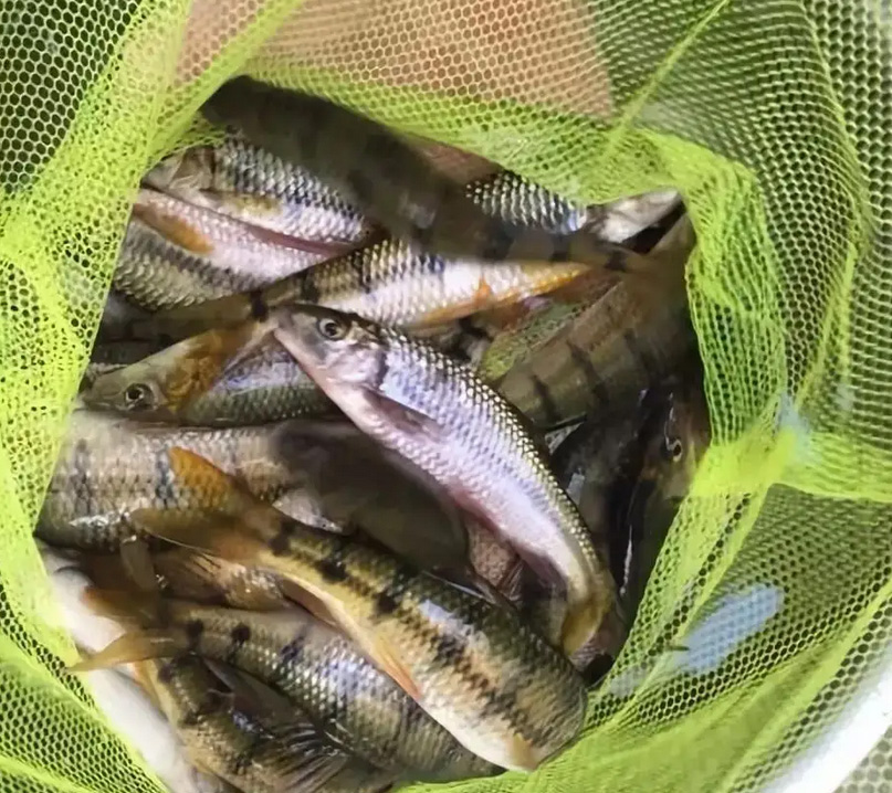 農(nóng)家樂釣魚好去處推薦/上海周邊